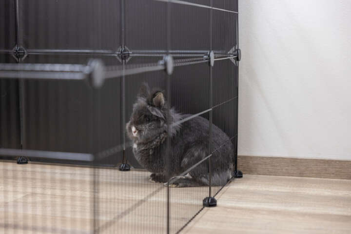 KERBL Freilaufgehege Hopsi